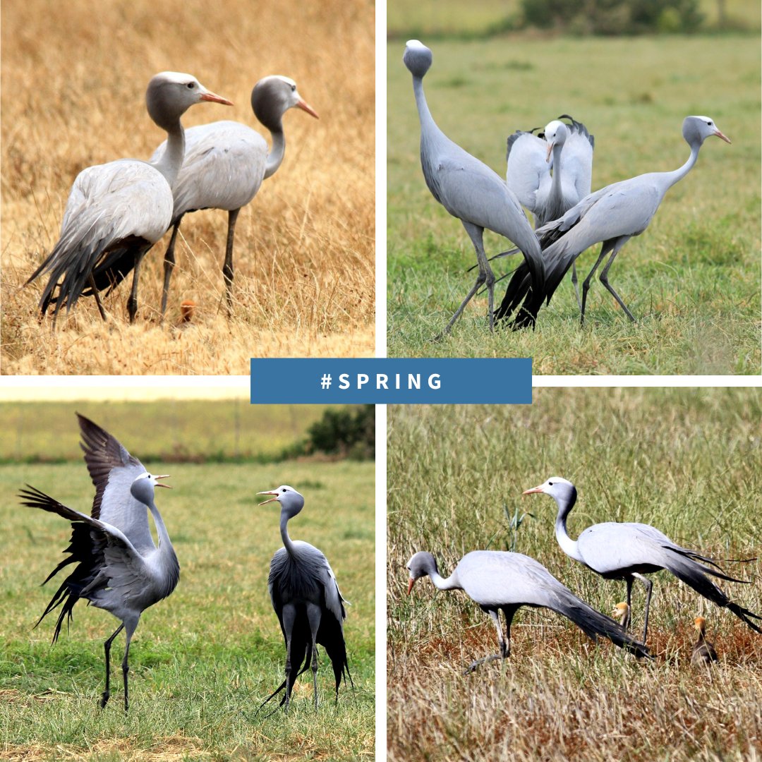 overbergcrane's tweet photo. This #SpringDay, you’ll start to see many Blue Cranes pairing off, preparing to lay their eggs. And the same goes for some of our other threatened species, such as Black Harriers and African Marsh Harriers. https://t.co/ONyUr1tKce