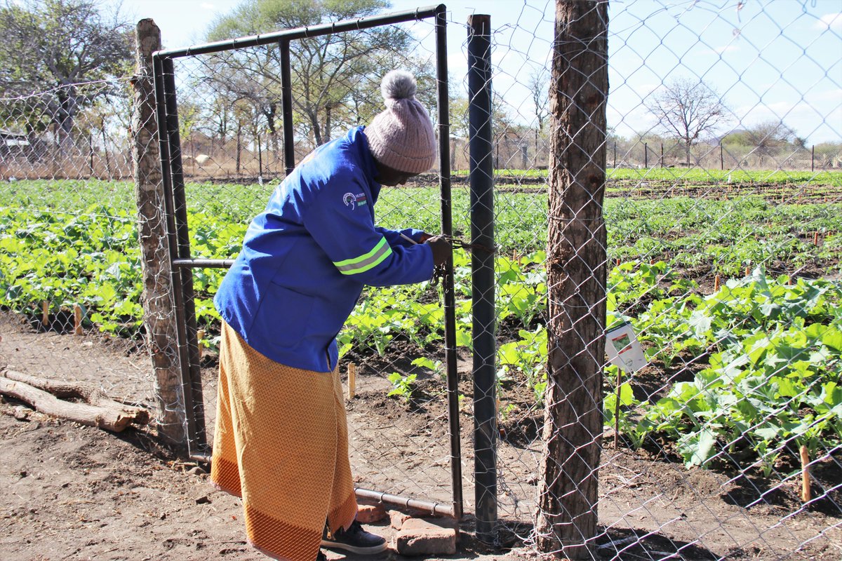 nutriactionzim's tweet photo. Community gardens play a crucial role in enhancing food security and dietary diversity for households. More than 300 families in Mwenezi and Chiredzi are enjoying nutritious vegetables from gardens supported under the BHA funded #IntegratedLivelihoodsproject. https://t.co/koI0fLG9Hj