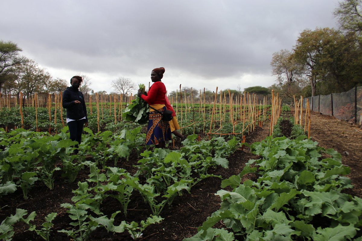 nutriactionzim's tweet photo. Community gardens play a crucial role in enhancing food security and dietary diversity for households. More than 300 families in Mwenezi and Chiredzi are enjoying nutritious vegetables from gardens supported under the BHA funded #IntegratedLivelihoodsproject. https://t.co/koI0fLG9Hj