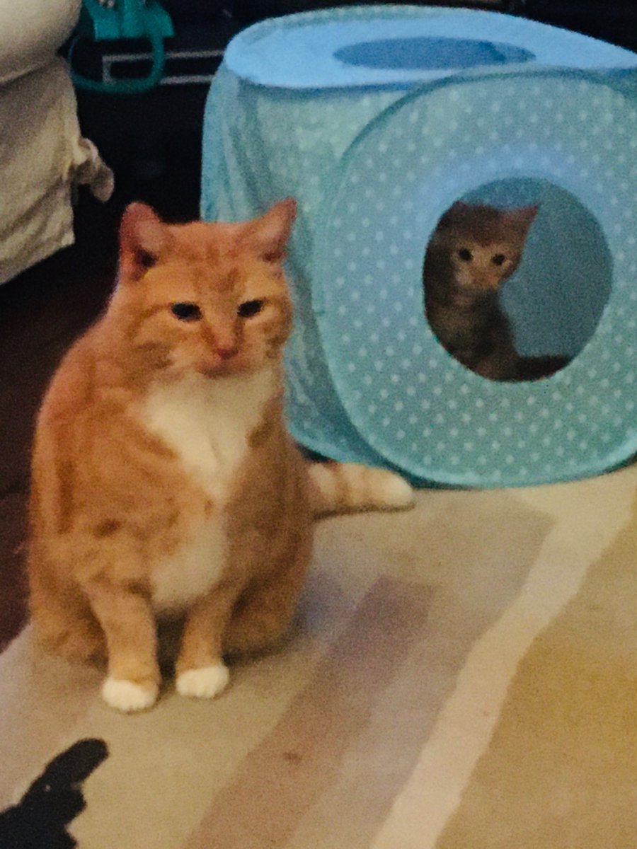 MrFluffytoes's tweet photo. For #GingerCatAppreciationDay here’s a picture of me and Tomos Kitten

I raise a cat treat to all you #Gingers out there in the #GingerPosse

🐯🐾🧡🐈 https://t.co/XR9PjdgZ2x