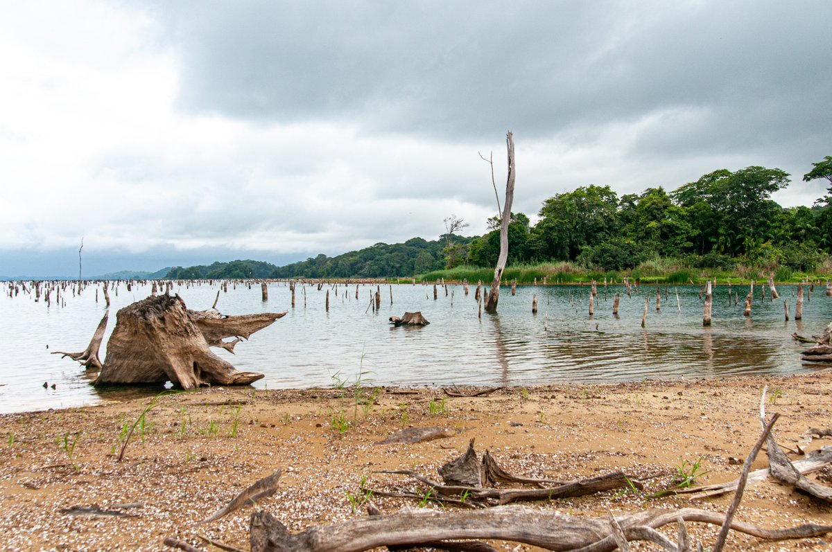 @stri_panama @SIGlobal @EarthOptimism Paton said this long record 'allows scientists to begin to identify changes that can be attributed to specific climatic phenomenon such as El Niño/La Niña and climate change. They also help model how things may change in the future.'