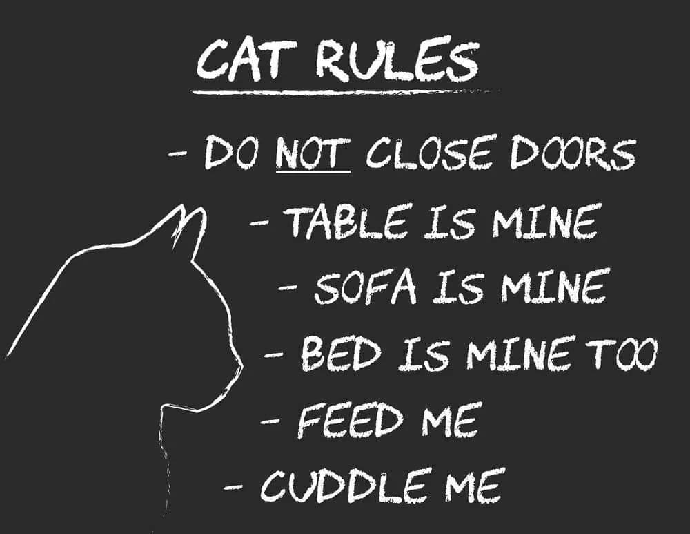 BibsCat41's tweet photo. https://t.co/vgUNtgXfcv
