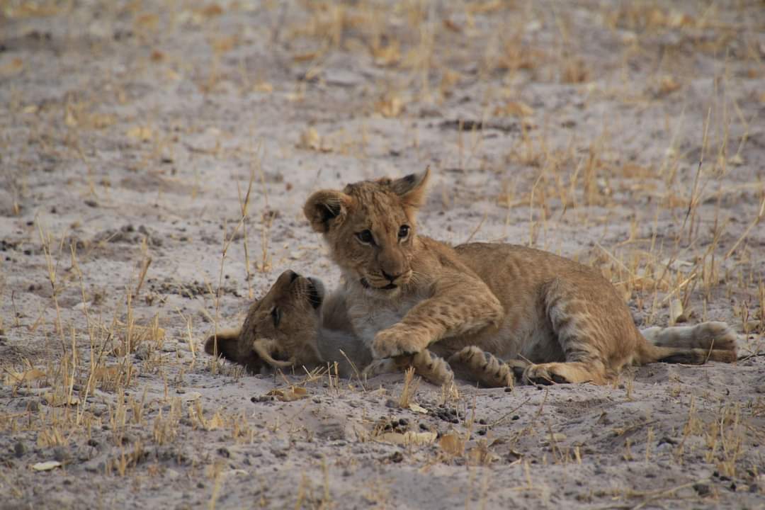 Roar-dorable encounter in the heart of Botswana! These little lion cub stole our hearts.  Every paw print tells a story in this mesmerizing landscape. 

#BotswanaBliss #SafariAdventures #LionCubLove #WildAtHeart #lelobusafaris

photos from The Baur Family
