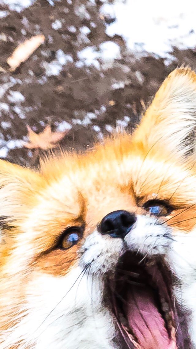 [🔗](api.tinyfox.dev/hourly/HourlyF…)