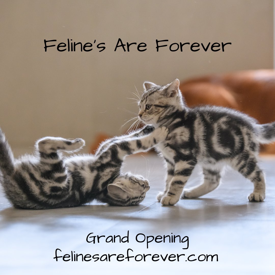 We know how important and fun playtime is for your cat.. Check out all of our toys for fur baby fun. Grand opening, Coming soon!
#mouse #interactive #catlovers #catnip #cattoys #catlove #ball
