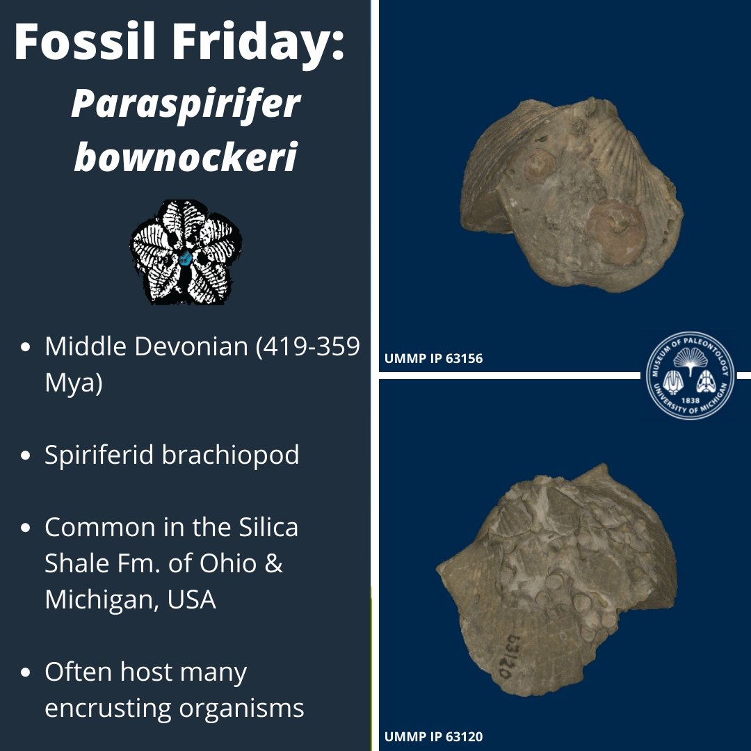 #FossilFriday with the Middle #Devonian spiriferid #brachiopod Paraspirifer bownockeri, a common host to encrusting organisms. 

Check out 3D specimens on <a href="/UMichPaleo/">UM Paleontology</a>'s U-M Online Repository of Fossils: umorf.ummp.lsa.umich.edu/wp/search/?q=p…
