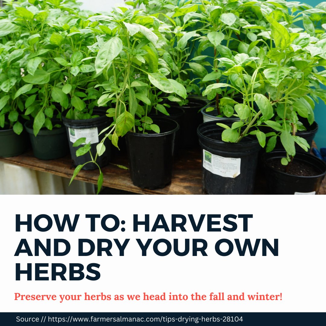 GrowBostonCOB's tweet photo. As it starts getting colder, it's time to think about preserving your crops for the winter. One way is to dry them out! Check out this guide on how to dry your herbs. 
.
.
.
#growboston #urbanagriculture #communitygarden #farming #gardening #howto #herbs #basil #dryingherbs https://t.co/9Sf7EtiGyH
