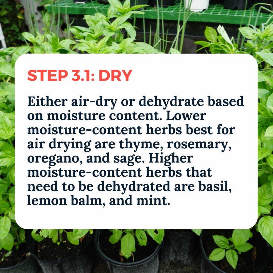 GrowBostonCOB's tweet photo. As it starts getting colder, it's time to think about preserving your crops for the winter. One way is to dry them out! Check out this guide on how to dry your herbs. 
.
.
.
#growboston #urbanagriculture #communitygarden #farming #gardening #howto #herbs #basil #dryingherbs https://t.co/9Sf7EtiGyH