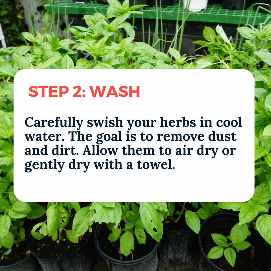 GrowBostonCOB's tweet photo. As it starts getting colder, it's time to think about preserving your crops for the winter. One way is to dry them out! Check out this guide on how to dry your herbs. 
.
.
.
#growboston #urbanagriculture #communitygarden #farming #gardening #howto #herbs #basil #dryingherbs https://t.co/9Sf7EtiGyH