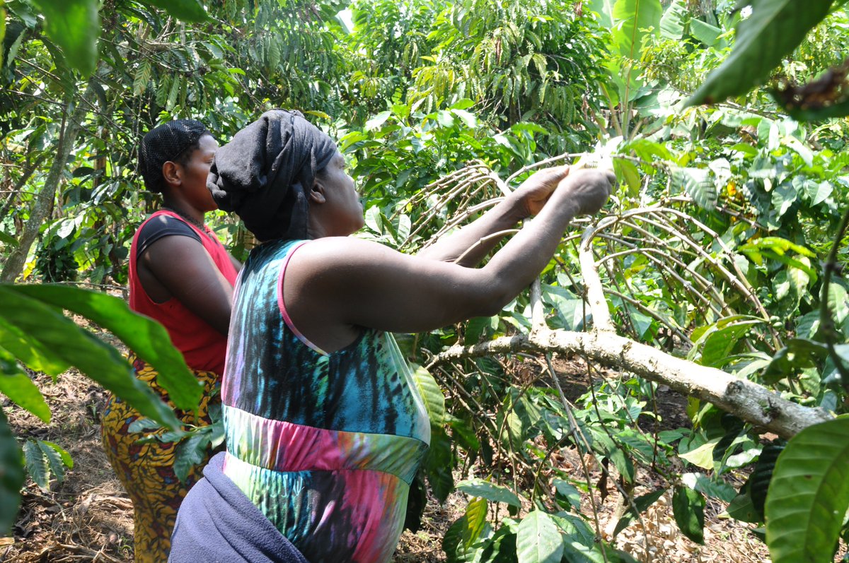UgandaCoffee_'s tweet photo. UCDA is taking part in the National farmer's education and mobilisation campaign led by Hon. @R_Nabbanja
Coffee is Uganda's biggest agricultural commodity & the key to our transformation. UCDA has put together a formidable team to support farmers reap benefits from #farm2cup. https://t.co/MIqA7kjZV1