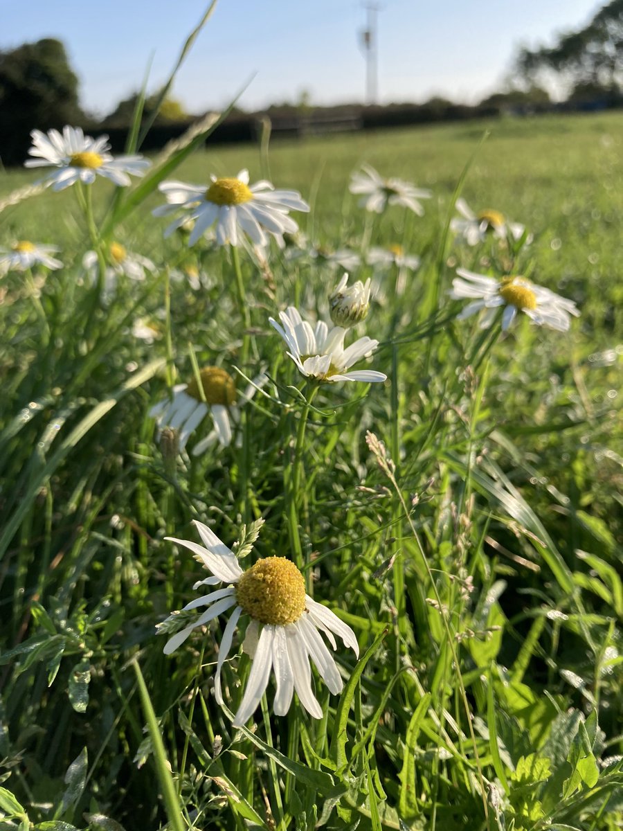 FiMackay's tweet photo. Well hello #September #Autumn certainly seems to be in the air, with a misty valley this morning but I’m hoping we’ll have some warm sunny days this month #notreadyforwinter How was your summer? I’ve been out spotting #wildflowers & trying to get better at identifying them. 📚🌼 https://t.co/2BlUGaphSw