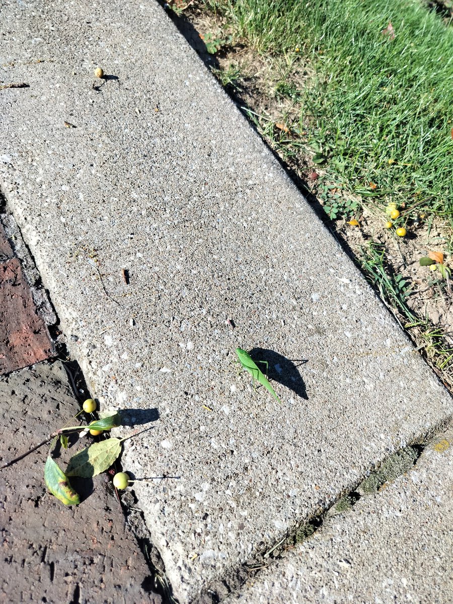 A possible fossil at most
