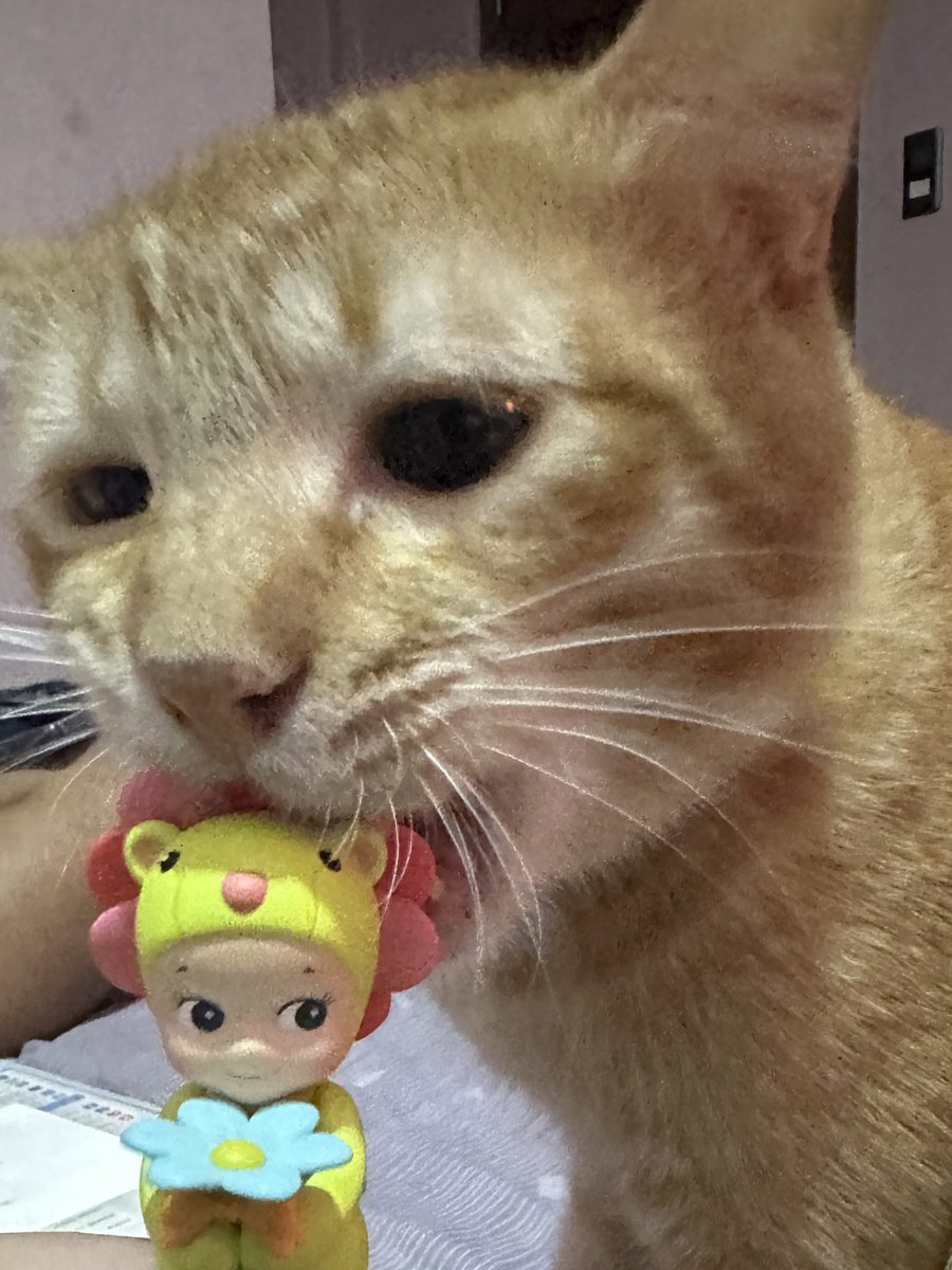 ksnhy_'s tweet photo. Ginger with my sonny angels 🤨 https://t.co/PTqFIxtQKq