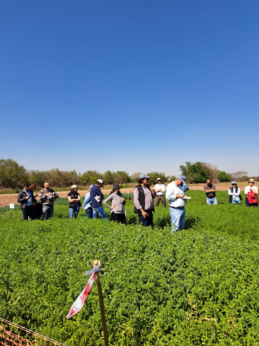 intaCIAP's tweet photo. 📌Se realizó con gran éxito la jornada Técnica en producción de #Garbanzos en el #IIACS.  
En el norte Argentino es donde se agrupa principalmente la mayor producción de garbanzos del pais. 
#CIAP #IIACS https://t.co/eaon9ghHFo