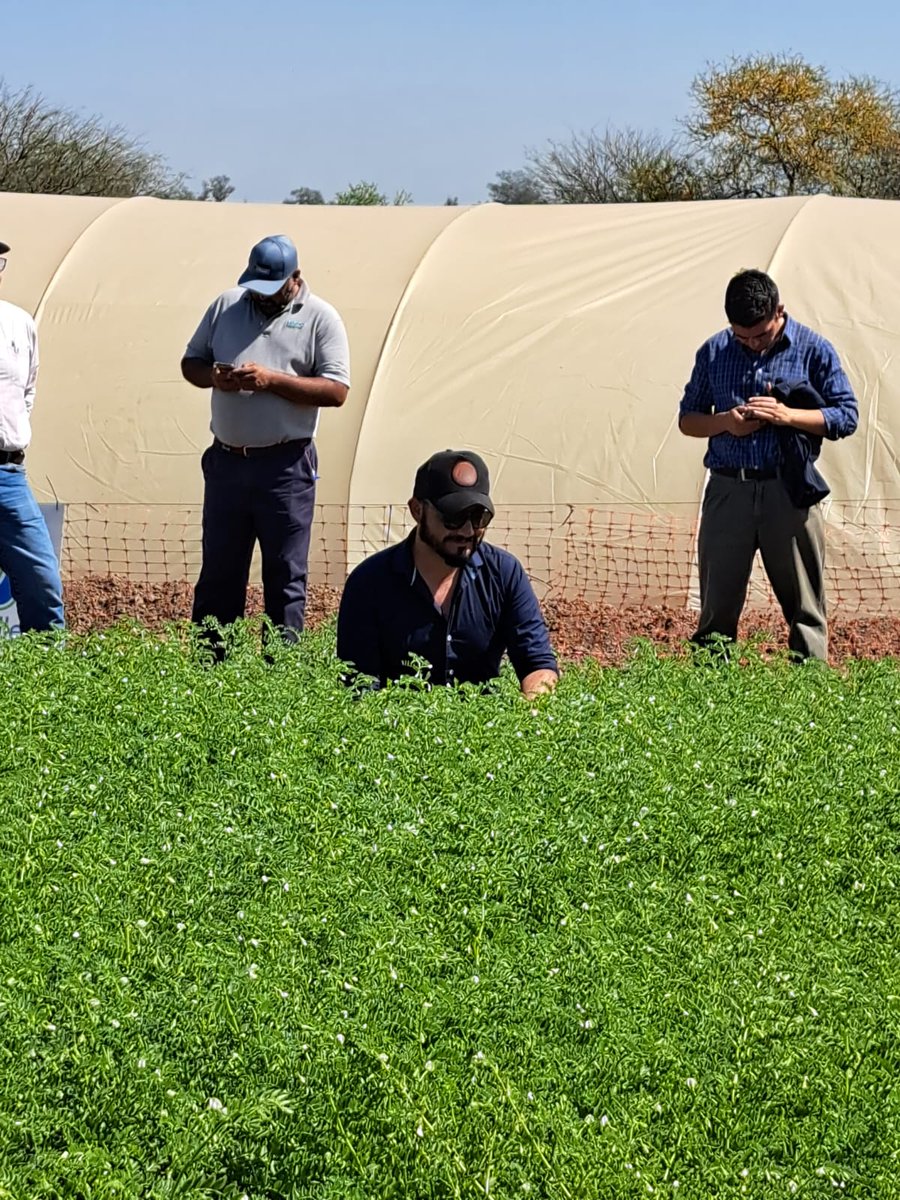 intaCIAP's tweet photo. 📌Se realizó con gran éxito la jornada Técnica en producción de #Garbanzos en el #IIACS.  
En el norte Argentino es donde se agrupa principalmente la mayor producción de garbanzos del pais. 
#CIAP #IIACS https://t.co/eaon9ghHFo