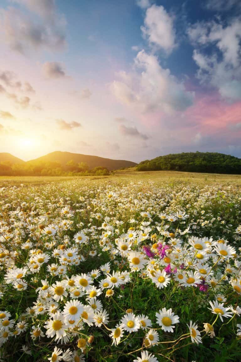 Emiliana✨🚫 DM Blocked &report 🚫 tweet media