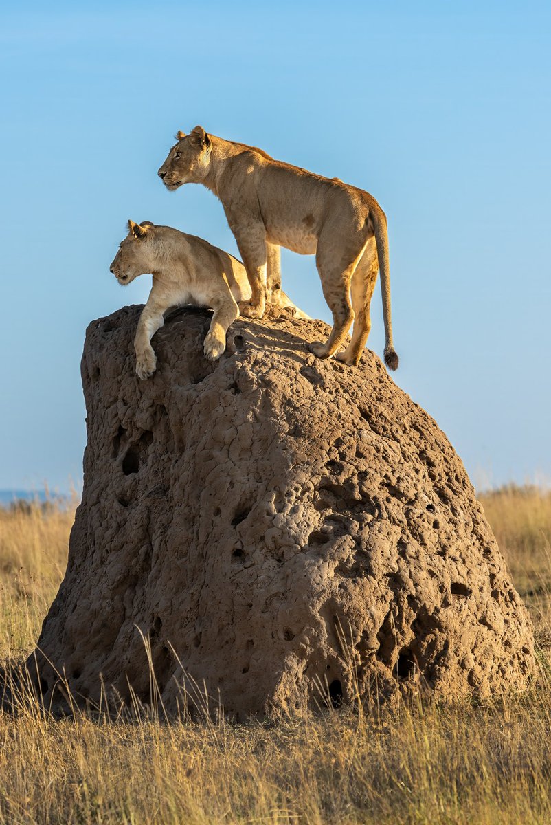 Kenya, Masai Mara 2023 - Nikon <a href="/magicalkenya/">Kenya Tourism Board</a> <a href="/JacintaNzioka/">Jacinta Nzioka, MBA</a> <a href="/NikonEurope/">NikonEurope</a> <a href="/NikonProEurope/">Nikon Pro</a> <a href="/nikonians/">The Nikon Community</a> <a href="/MasaiMara_Kenya/">Maasai Mara Kenya</a> <a href="/NikonUSA/">NikonUSA</a> <a href="/EarthPix/">Earthpix</a> <a href="/CamaraNikon/">#Nikon #Fotografía</a> <a href="/NatGeoMagITA/">Nat Geo Magazine ITA</a> <a href="/AshnilHotels/">Ashnil Hotels</a>