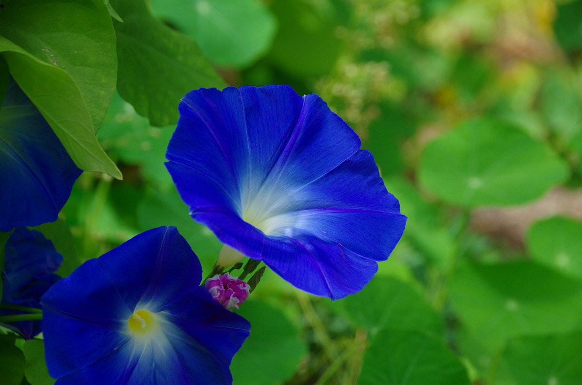sweetstickyrain's tweet photo. September Birth Flowers: Aster & Morning Glory
https://t.co/wqkio3TnCK
#SeptemberBirthFlowers
#Aster
#MorningGlory
#SeptemberBirthFlower https://t.co/BLo9CdomZE