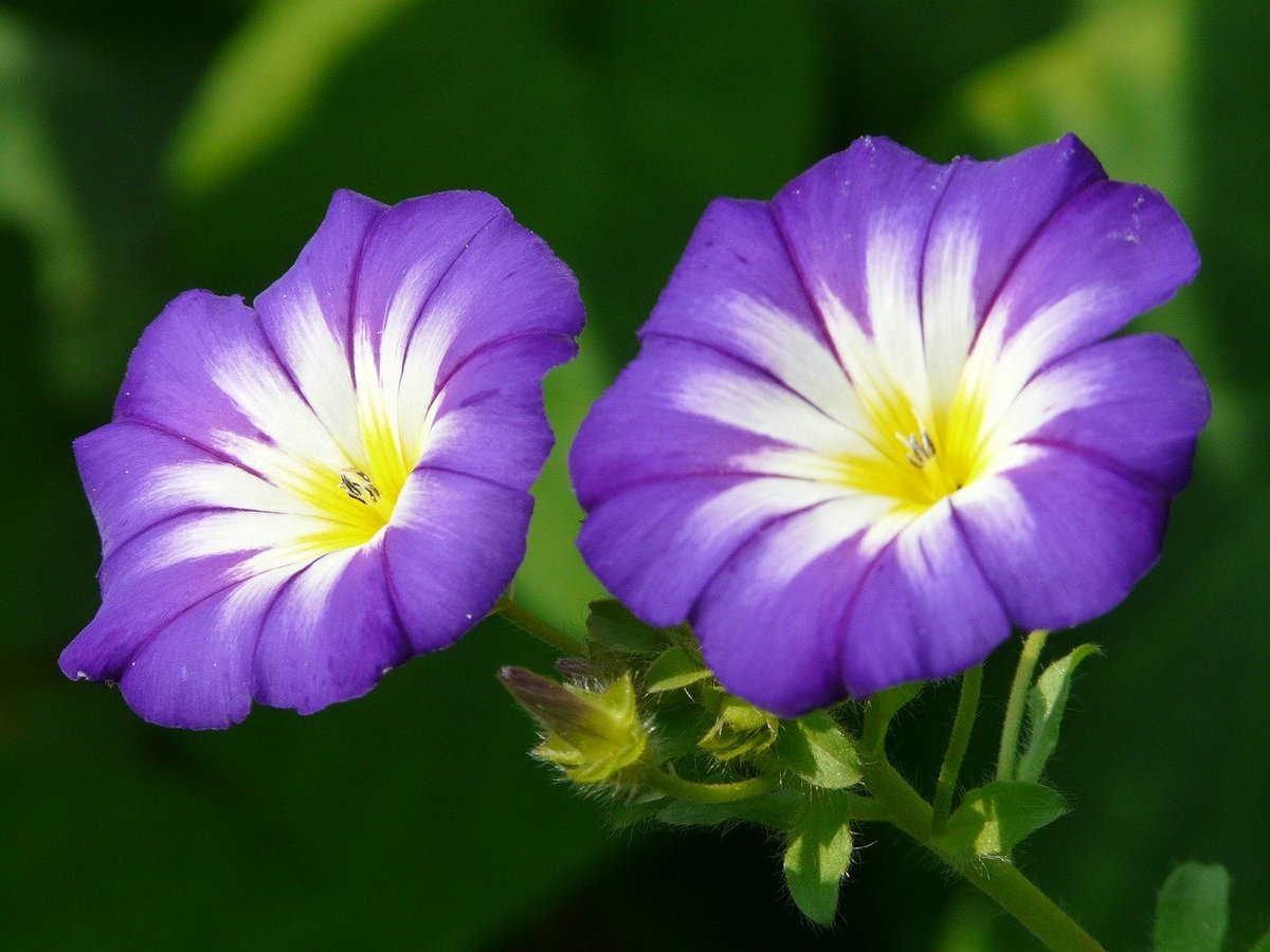 sweetstickyrain's tweet photo. September Birth Flowers: Aster & Morning Glory
https://t.co/wqkio3TnCK
#SeptemberBirthFlowers
#Aster
#MorningGlory
#SeptemberBirthFlower https://t.co/BLo9CdomZE