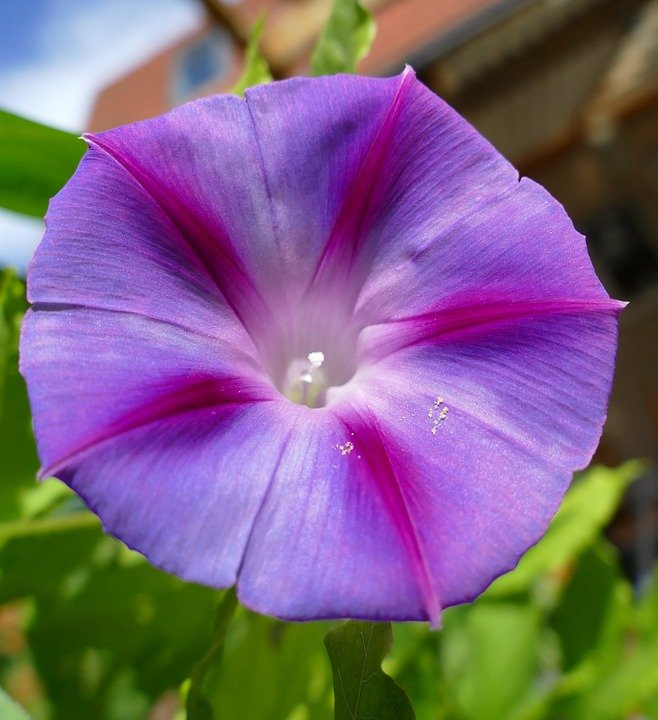 sweetstickyrain's tweet photo. September Birth Flowers: Aster & Morning Glory
https://t.co/wqkio3TnCK
#SeptemberBirthFlowers
#Aster
#MorningGlory
#SeptemberBirthFlower https://t.co/BLo9CdomZE