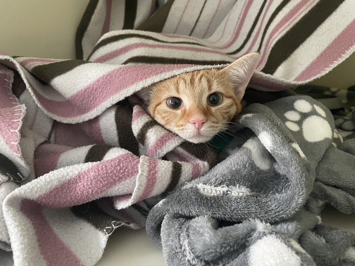 mini_wright's tweet image. Say hello to Luna, this week's Friday Feline.
Did you know that today is ginger cat appreciation day?
#GingerCatAppreciationDay #felineonly #cats