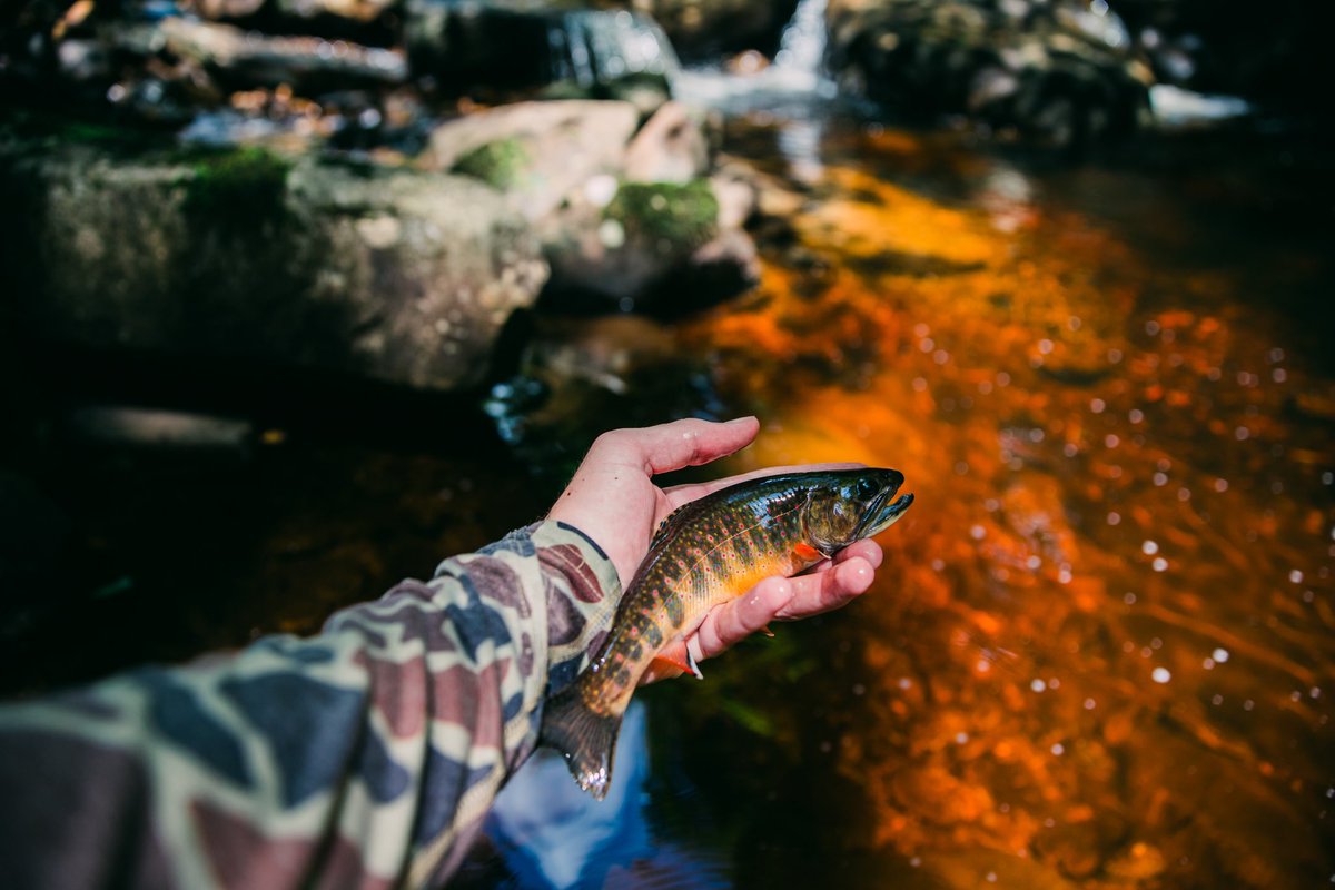 MtnrMedia's tweet photo. NEW BLOG: Rustic Waters and Native Trout

“The most relatable definition of its [Red Run] color is that of an ice-cold glass of  @TudorsBiscuits sweet tea with the morning sun illuminating it through the window. 

Its reddish-orange tint stems from the organic matter surrounding the stream and mountainsides above.”

- @BrandonxGage 

LINK: https://t.co/VSwhHE2yuc