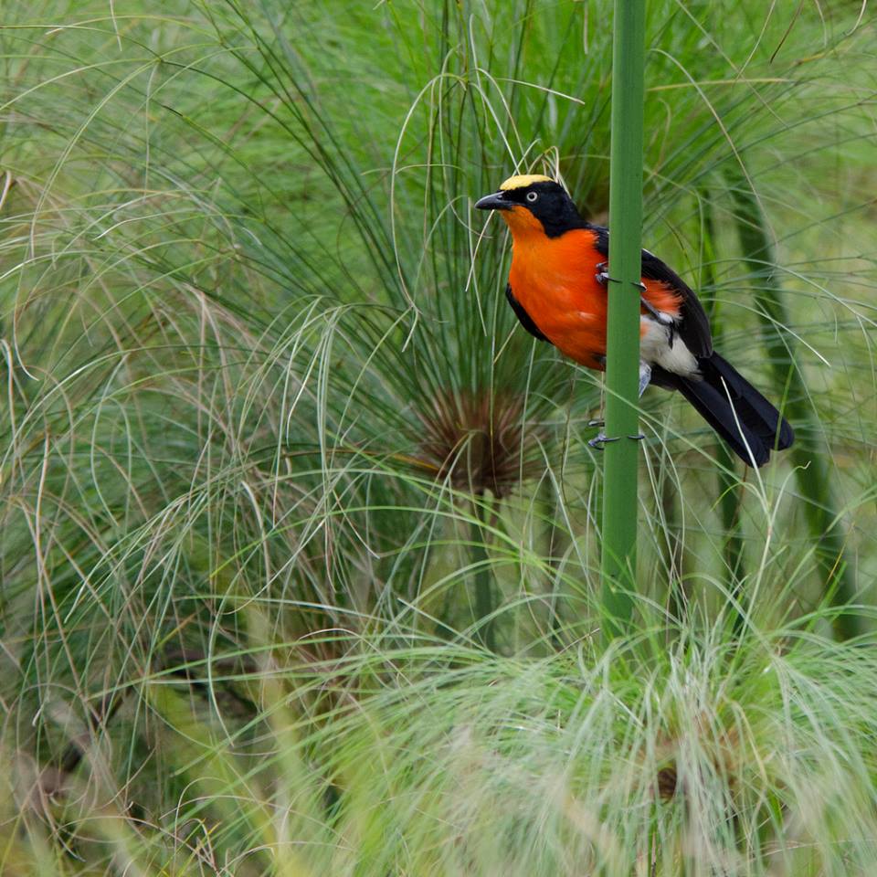 InfoOffroad's tweet photo. Birds, scenery, wildlife and more, are the rewards of a Uganda safari. #wildlife #wildlifephotography 
#Ugandasafari #offroadugandasafaris whatsapp: +256752104259 https://t.co/Iew0cojel2