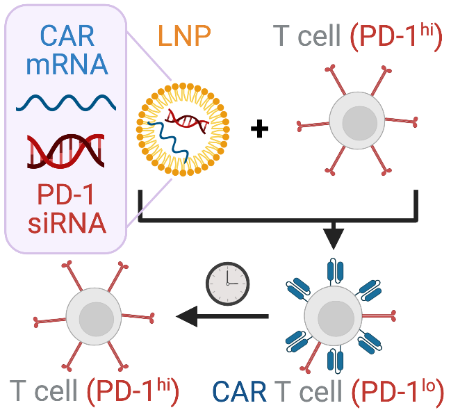MJMitchell_Lab's tweet photo. Check out our latest in Advanced Healthcare Materials @AdvSciNews led by @MJMitchell_Lab PhD student Alex Hamilton @a_hmltn on new lipid nanoparticle mRNA + siRNA tech for simultaneous CAR expression and PD-1 knockdown to create "super" CAR T cells!

Link: https://t.co/I131DBg2UH https://t.co/9EcdE4ToKD