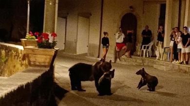 EvaBosco27's tweet photo. Uccisa a fucilate l'orsa Amarena in Abruzzo. Identificato chi ha sparato: “L’ho fatto per paura”. L’ira del Parco: “Non siamo affatto modello” #uccisa #orsa #mammaorsa #cuccioli #indifesi #giustizia #colpi #fucili https://t.co/cIEn8sUyAb