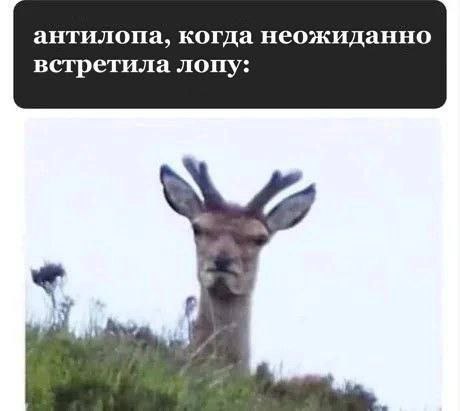 Со вчерашнего дня живу на этом меме