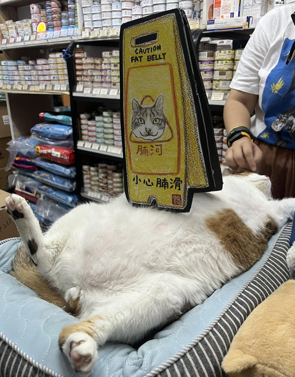 cats with jobs 🛠 (@catworkers) on Twitter photo 