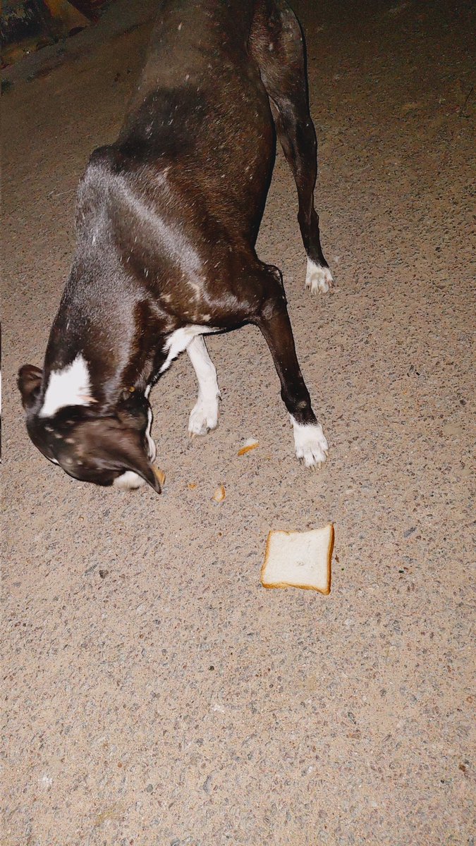 ShubhangiSara's tweet photo. *I do not see an animal, I see a living being , a soul* 
Dear Animal Lovers , Please help me feed my kids. Please send help( bread/milk/dog biscuits) for the kids. Every help matters a lot. You can send help at the address also. If you wish to Paytm then here it is-6393673947 https://t.co/ctBnP1TXhE