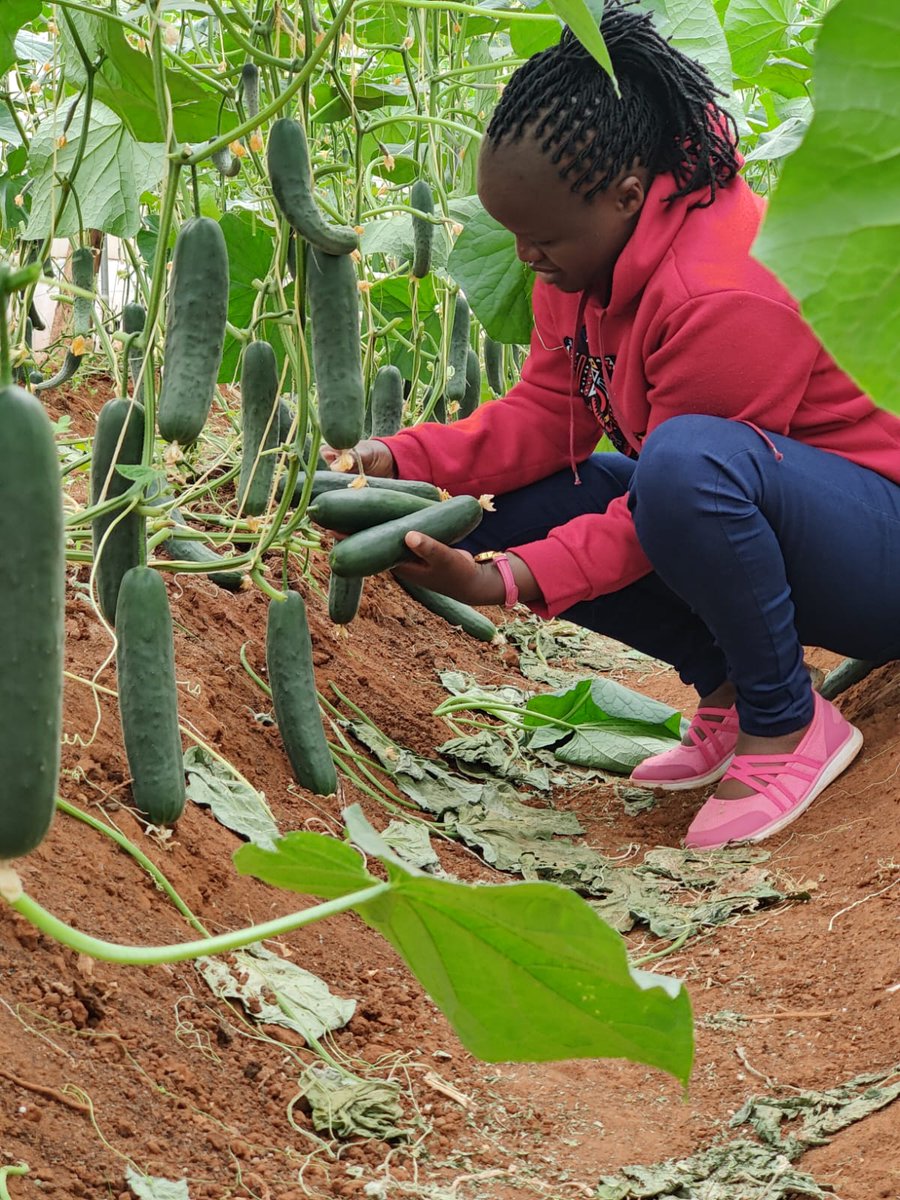 Wanja27Njeri's tweet image. Bora unajibamba na kazi unafanya,  jiamini na utie bidii...

#mkulimatips 
#localcucumber
#farmlife