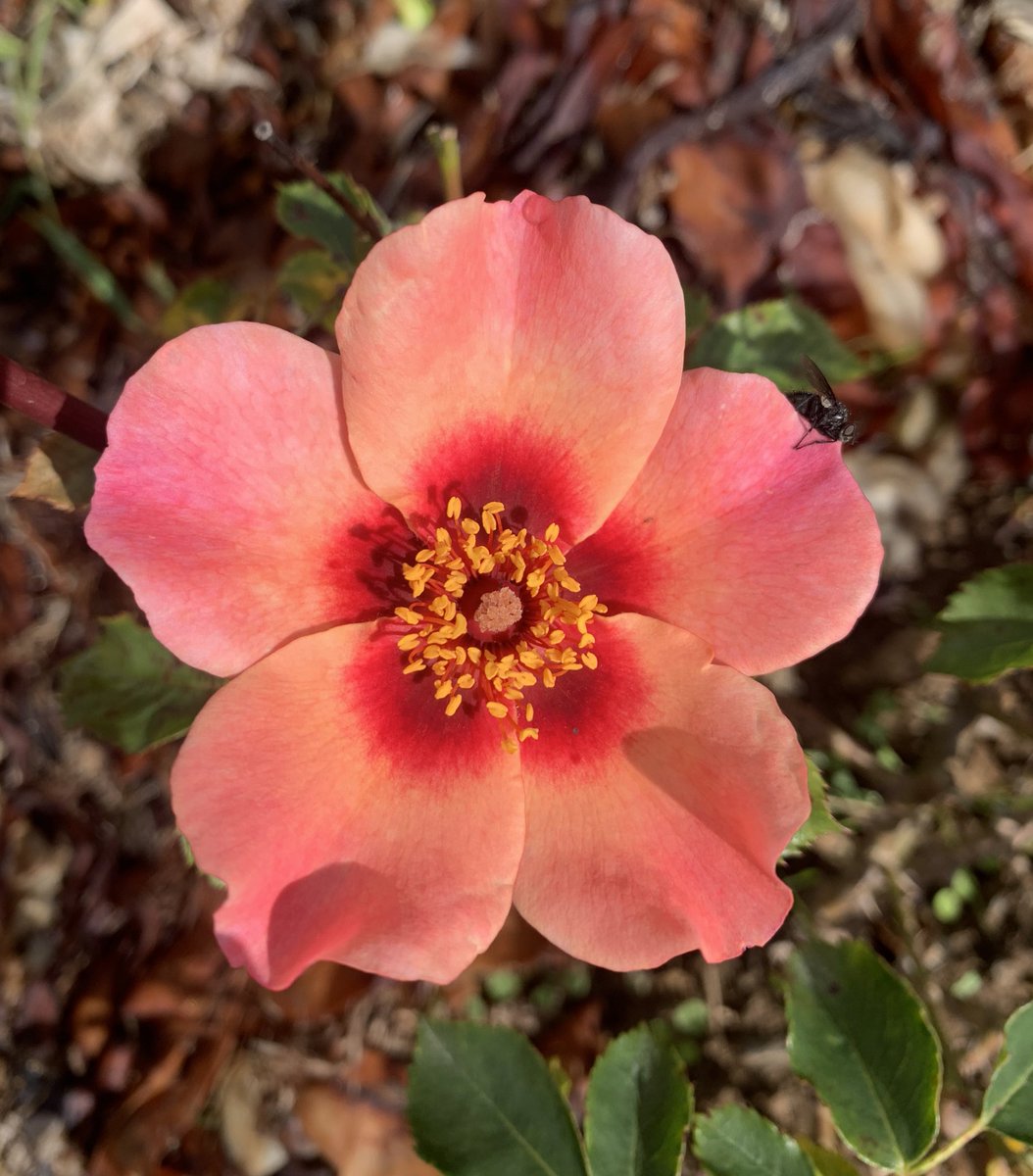 Persian Rose Perfection #inmygarden #gardening #NotRoseWednesday #September #GardeningX #GardeningTwitter #mygarden #garden #persianrose