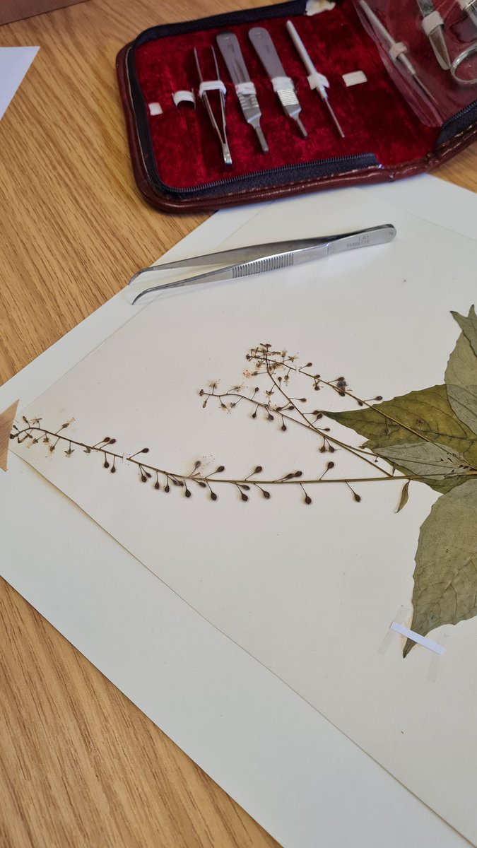 Andrew Clarke (@aclarkenz) on Twitter photo Using my 25 yo dissection kit from first-year vet sci <a href="/MasseyUni/">Massey University</a>, NZ to strengthen herbarium specimens before they are exhibited <a href="/LakesideArts/">Lakeside Arts</a> <a href="/UniofNottingham/">Uni of Nottingham #WeAreUoN</a>. It's true that education takes you in some unexpected but wonderful directions. Using my 25 yo dissection kit from first-year vet sci <a href="/MasseyUni/">Massey University</a>, NZ to strengthen herbarium specimens before they are exhibited <a href="/LakesideArts/">Lakeside Arts</a> <a href="/UniofNottingham/">Uni of Nottingham #WeAreUoN</a>. It's true that education takes you in some unexpected but wonderful directions.