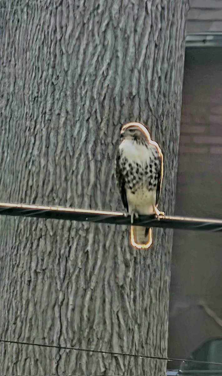 Sarah Kendzior tweet media