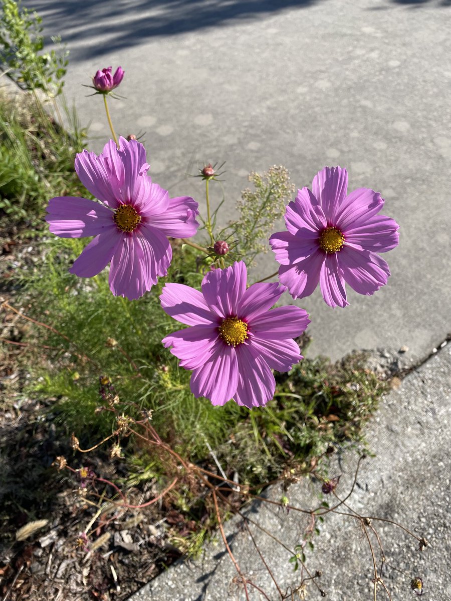 WandaFreeman_'s tweet photo. #FlowersOfTwitter #FlowersOnFriday https://t.co/qfONFE4DbK