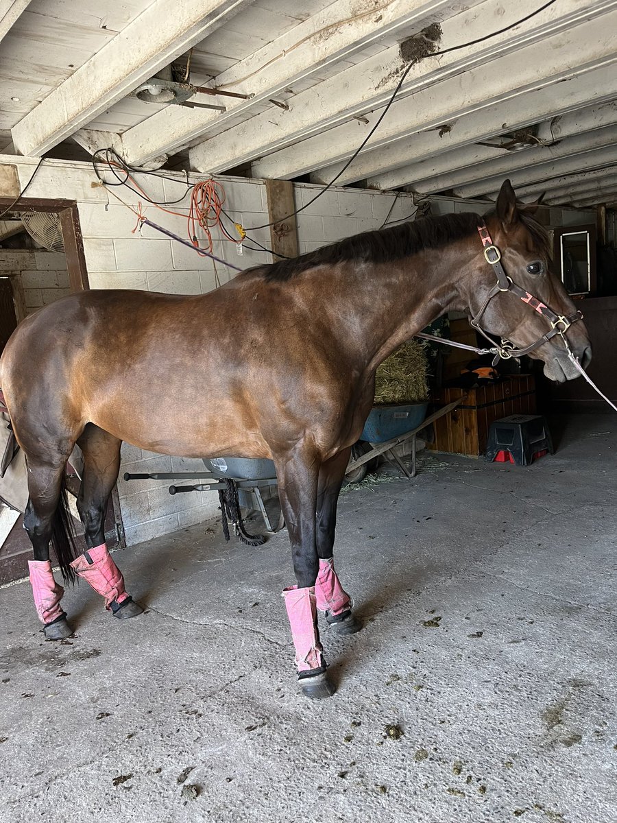 Ms Shigoogs is alive (with what will prob always be a large ugly hock), concerned to be taken away from her friends, and dappled. she says I’m a bad bitch you can’t kill me (or ride me)