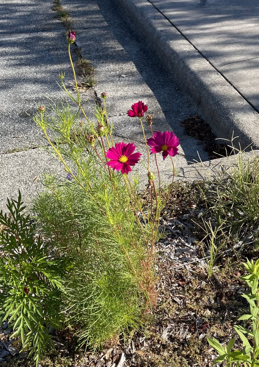 WandaFreeman_'s tweet photo. #FlowersOfTwitter #FlowersOnFriday https://t.co/RggE3Qa7xR