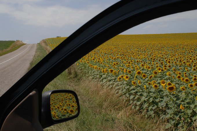 sunflowers.