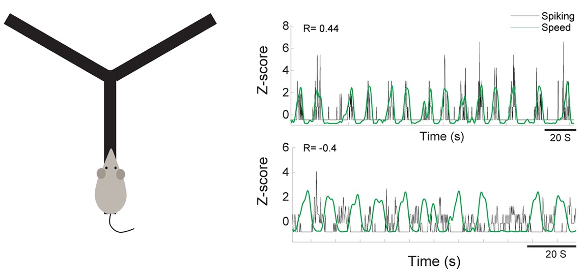 PLOSBiology's tweet photo. To judge their behavioral relevance, the brain must integrate incoming sounds with the body’s locomotion. Study identifies a novel neural pop'n code in rodent #AuditoryCortex which integrates external sounds with animal’s locomotion speed #PLOSBiology https://t.co/KZJtZJ59E1 https://t.co/fFwev3a0oo