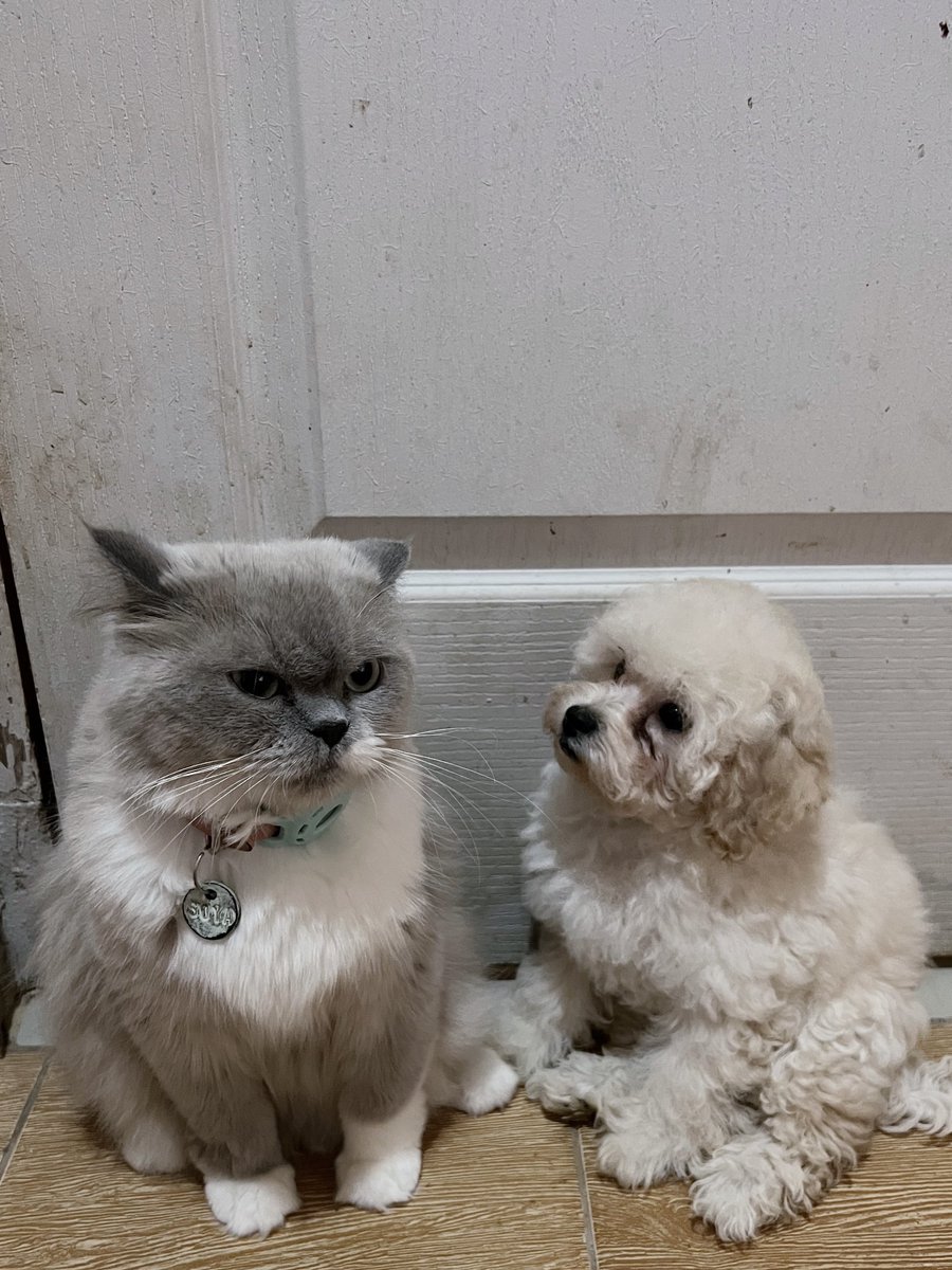 Soya 🐱 Soju 💛 Somi 🤎 tweet media