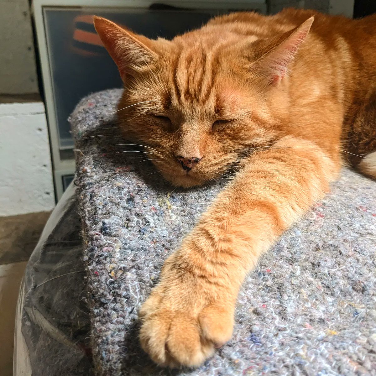 Hamsi seeing in the start of September the only way he knows how #CatsOfTwitter