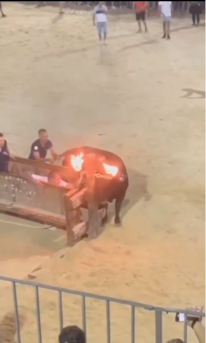 Un toro solloza pidiendo clemencia ,
Benaguacil en Valencia,
Un pueblo sin decencia,
Que promueve la violencia, 
Queman vivo a los toros,
Rien y gritan en coros,
Disfrutan de su tradición infernal,
Bous embolat , fiesta del mal,
Un pueblo en 
#LaRutaDeLaTorturaAnimal