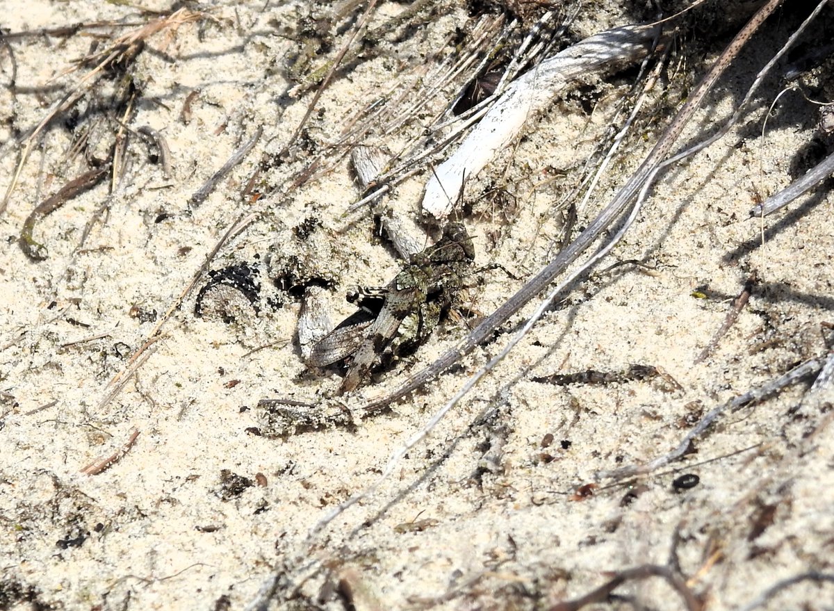 oelavans's tweet image. Parende #blauwvleugelsprinkhanen #terschelling #insecten