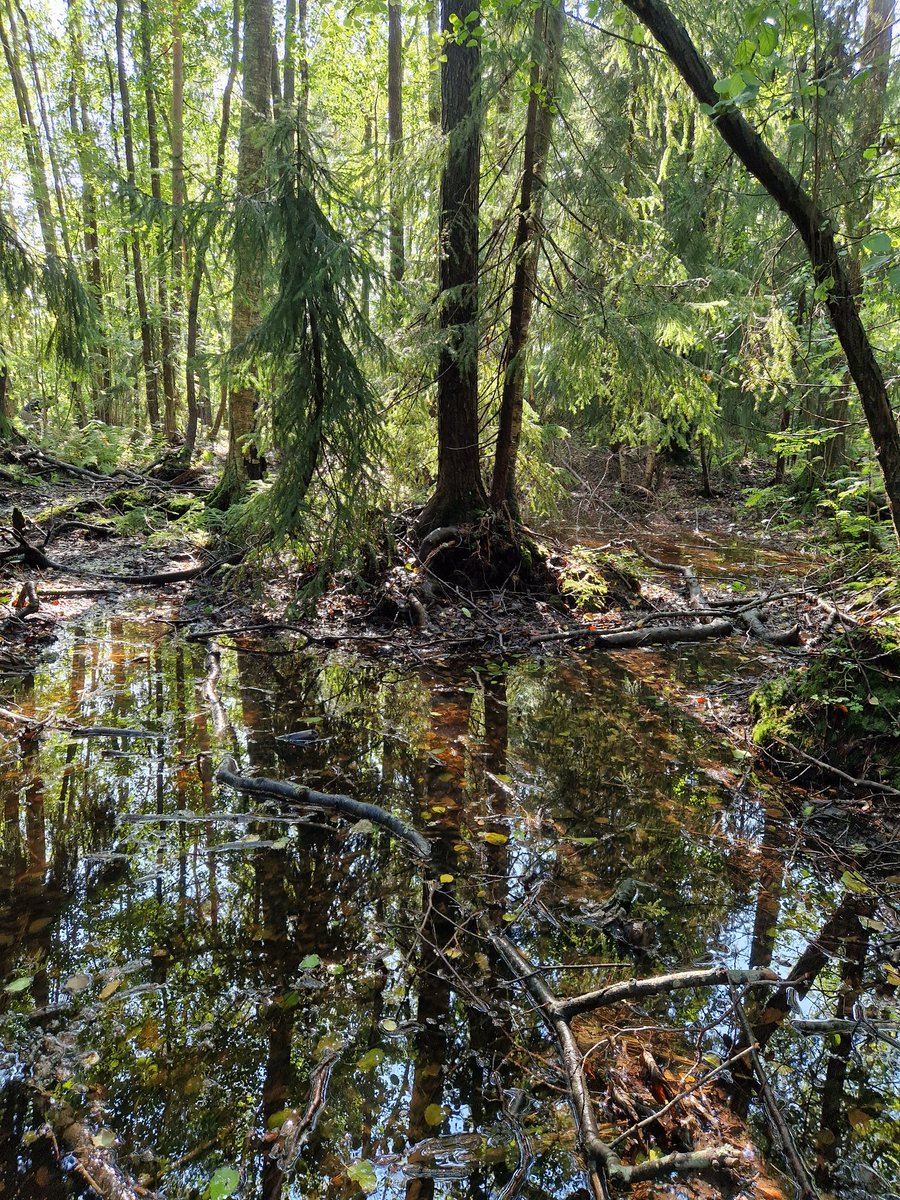 BasileFinand's tweet photo. When forest ecolgy research is transforming into aquatic ecology research! 😬

Carabid beetles become frogs! 🪲🐸

#Finland weather is magic! ✨️

@UrbanEcos @BioEnvHelsinki https://t.co/CpL8a6GVHo