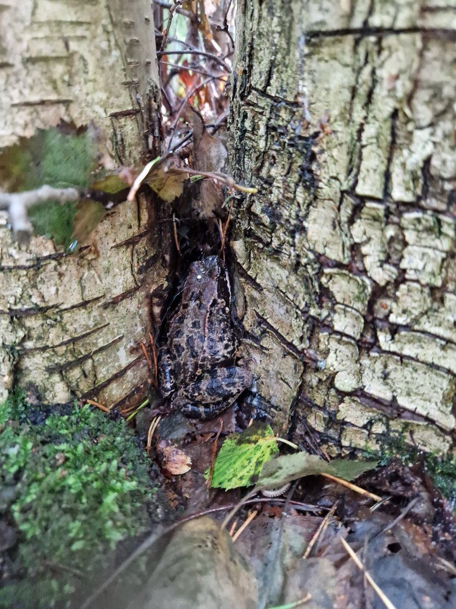 BasileFinand's tweet photo. When forest ecolgy research is transforming into aquatic ecology research! 😬

Carabid beetles become frogs! 🪲🐸

#Finland weather is magic! ✨️

@UrbanEcos @BioEnvHelsinki https://t.co/CpL8a6GVHo