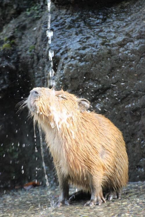 CapybarasFC_502's tweet photo. TODOS A BAÑARSE PORQUE HOY JUEGA EL CAPYTEAM!!
#capybarasfc #capyteamgt #capyneta #LSNG https://t.co/Fb73QDv18I