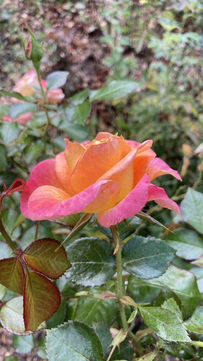 BITSIFIND_'s tweet photo. Pretty pretties I see when I’m out and about in #southampton 🌷🌿🧡🫶🏼 https://t.co/yiVOQMuYu3