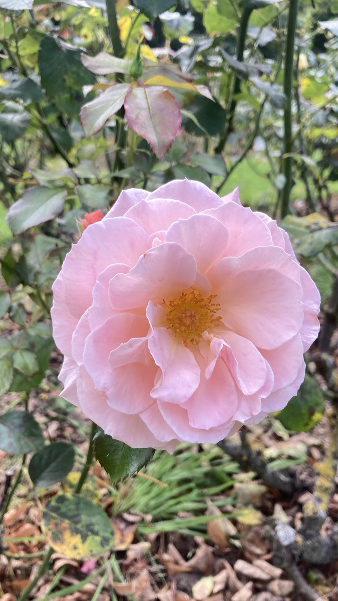 BITSIFIND_'s tweet photo. Pretty pretties I see when I’m out and about in #southampton 🌷🌿🧡🫶🏼 https://t.co/yiVOQMuYu3
